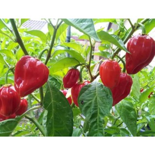 Cây ớt Habanero đỏ trưởng thành cho trái siêu cay - cây đang hoặc sắp cho hoa