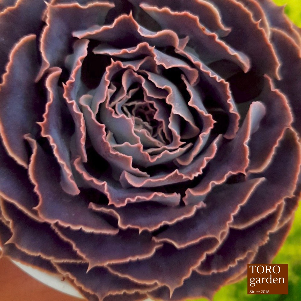 Sen đá bắp cải light purple Đà Lạt size trung bình cây cảnh trang trí nhà cửa Toro garden