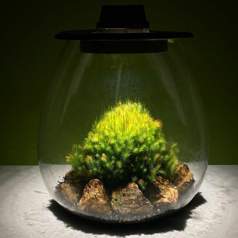 Rêu spiny, rêu đuôi sóc terrarium, bán cạn hủ 10cm