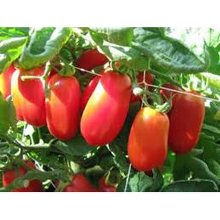 HẠT GIỐNG CÀ CHUA CHUỐI ĐỎ  (30 hạt)