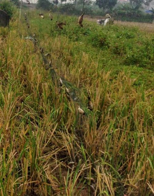 Lưới TÀNG HÌNH TỔNG HỢP  30M Cao 4M