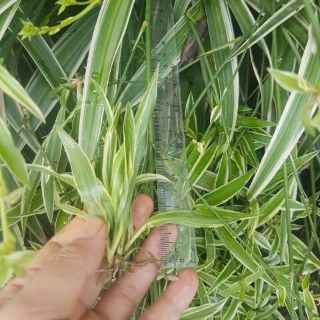 Cây dây nhện cây lan chi