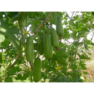 Hạt bí đao chanh - gói 1 gram