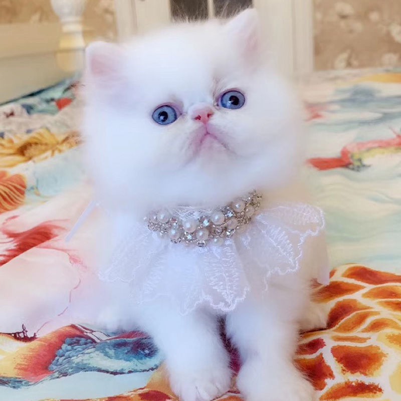> Làm bằng tay cho mèo Nước bọt Khăn dễ thương Yếm quàng cổ Anh Ngắn Mỹ Garfield phụ kiện quần áo tam giác