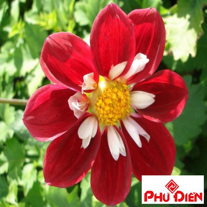 Hạt giống hoa thược dược kim cương 40 hạt  PHÚ ĐIỀN