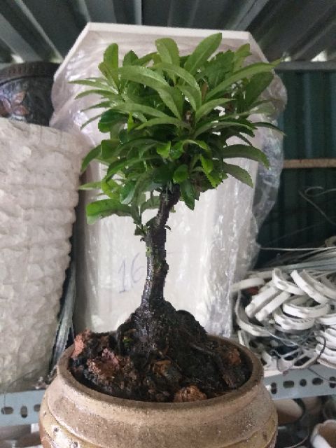 Hoa Trang bonsai mini