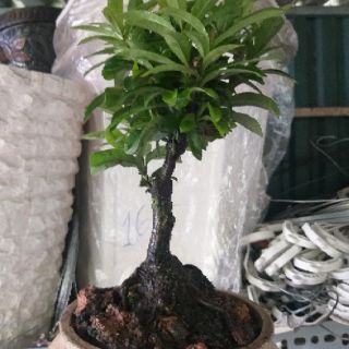 Hoa Trang bonsai mini