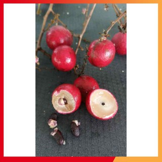 [Ảnh thật] Cây Giống Nhãn Xuồng Tím Cây Trồng 1,5 Năm Cho Trái