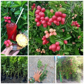 cây giống Si rô