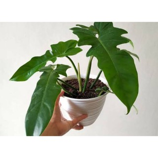 Mô Hình Nhân Vật Philodendron Dragon Độc Đáo Sống Động