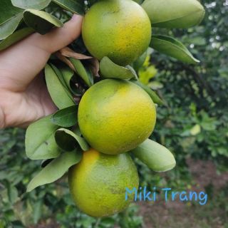 CAM XOÀN TÂN THUẬN ĐÔNG