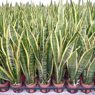 10 thân cây lưỡi hổ viền vàng cao 40-60cm