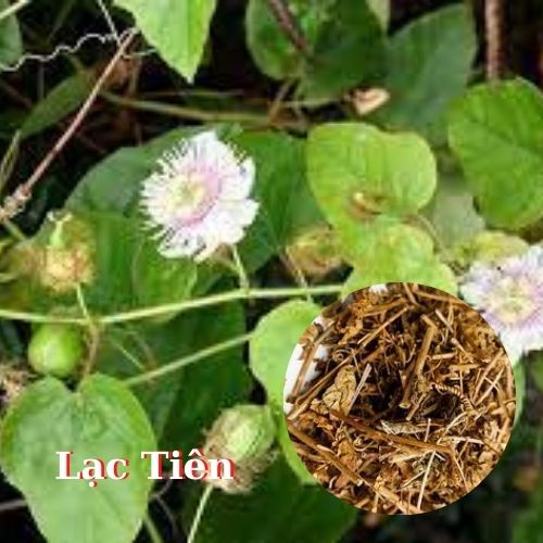 Trà Thảo Mộc Hãng Hoàng Thảo Mộc giúp an thần ngủ ngon