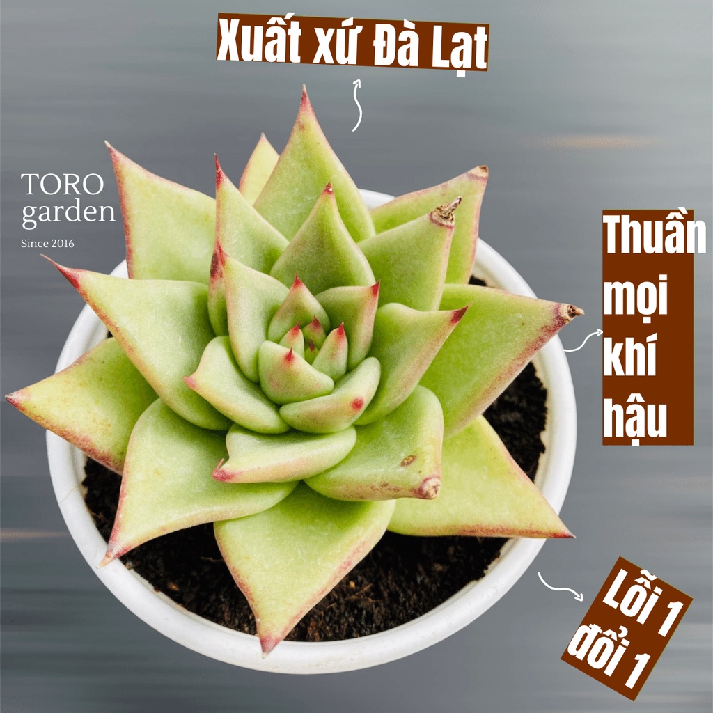 SEN ĐÁ ĐẾ VƯƠNG TRONG TRUYỀN THUYẾT ĐÀ LẠT SIZE CHẬU NHỰA 10CM, SIÊU KHOẺ ĐẸP, THUẦN MỌI KHÍ HẬU, HƯ 1 ĐỔI 1