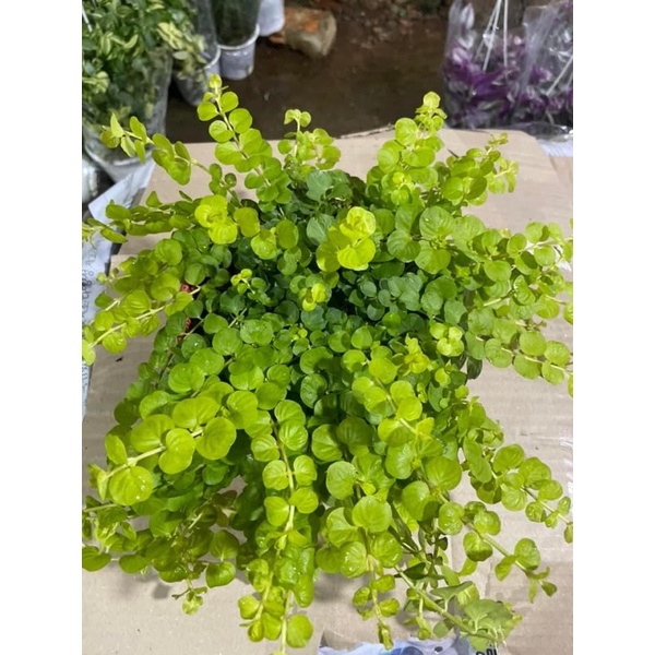 Cây trân châu vàng - golden creeping jenny