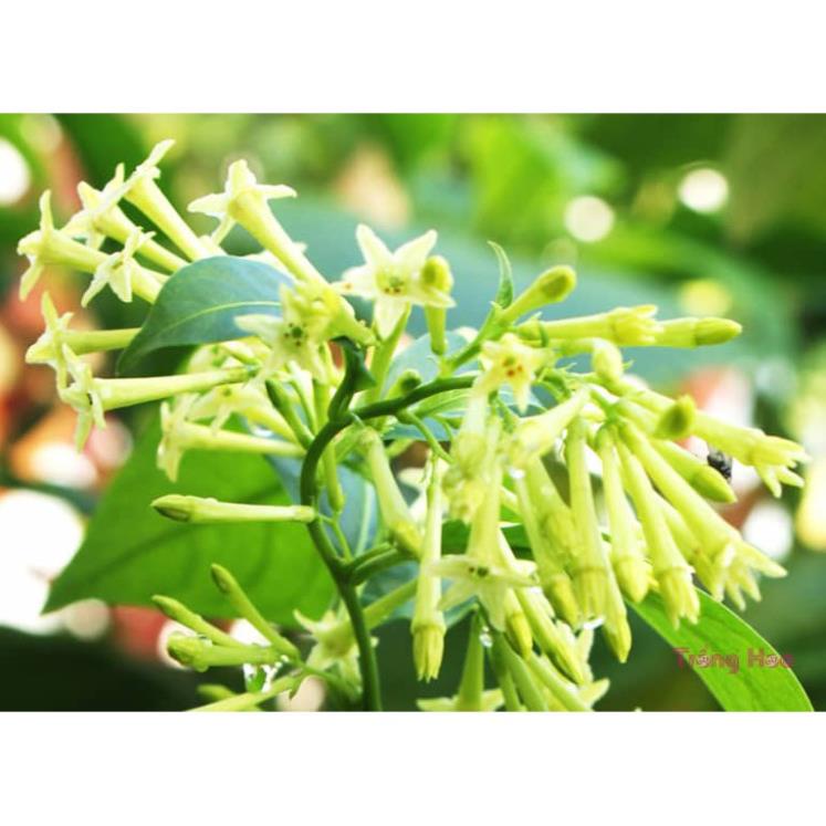 10 Hạt Giống dạ lý hương siêu hoa ,hoa rất thơm, cánh hoa xếp kép