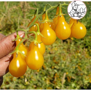 HẠT CÀ CHUA LÊ VÀNG - GÓI 0,1 GRAM