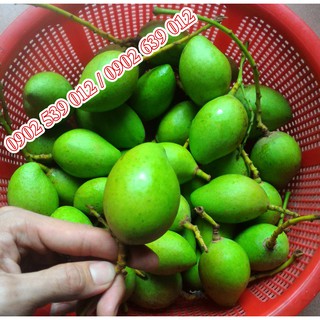 Xoài Non nguyên trái nữa ký