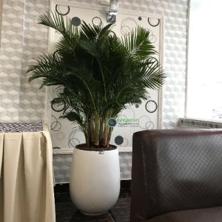 Cây 🌲 Cau Vàng Đài Loan lớn