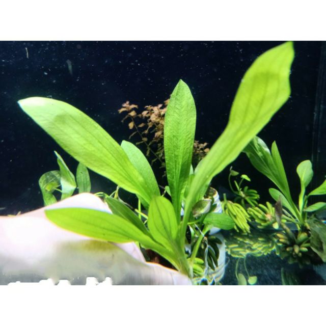 Cây thủy sinh thanh đản