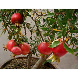 Hạt giống Lựu lùn - Gói 5 hạt