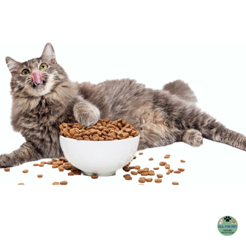 Thức ăn hạt hỗn hợp hoàn chỉnh cho mèo từ 3 tháng tuổi