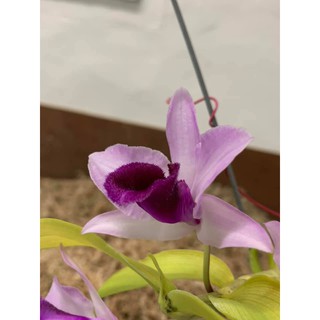 giả hạc bệt lâm đồng ( Ươm Kei)