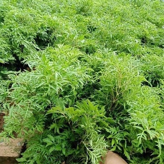 Đinh Lăng Nếp Lá Nhỏ, đinh lăng nếp