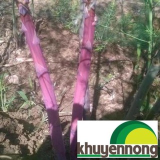 30 Hạt giống măng tây tím