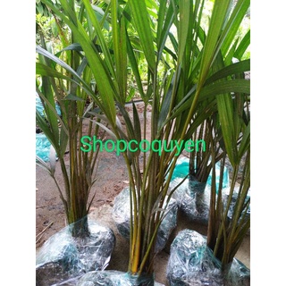 Cây dừa nước giống