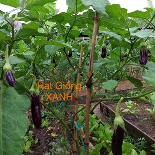 Hạt giống cà tím (nâu cơm xanh) gói 0.5 gr