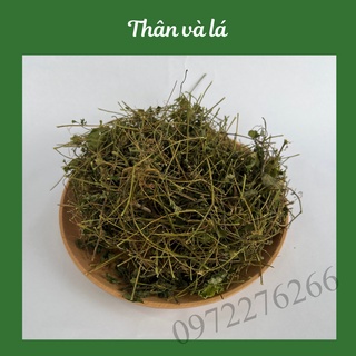 Giảo cổ lam 5 lá hòa bình