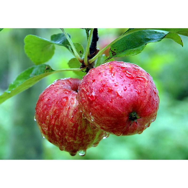 Cây giống táo đỏ, táo tây, cây bôm - Pomme