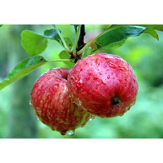 Cây giống táo đỏ, táo tây, cây bôm - Pomme - DINH DƯỠNG TỰ NHIÊN Shop