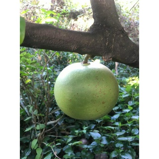 Trái đào tiên tươi/già (tính trái)