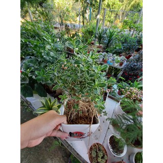Chậu Bạch tuyết mai