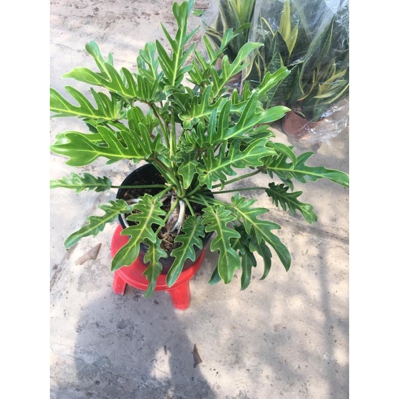 Cây trầu bà chân vịt