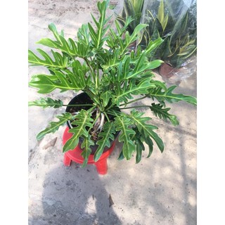 Cây trầu bà chân vịt