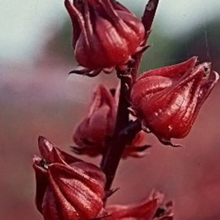 5gr hạt giống bụp giấm