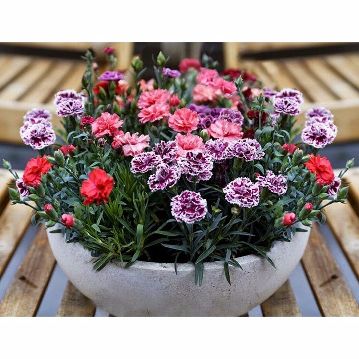 ( SIÊU HOT ) Hạt Giống Hoa Cẩm Chướng kép Mix 50 hạt