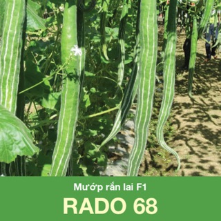Hạt giống Mướp Rắn Lai 68 (5 hạt)