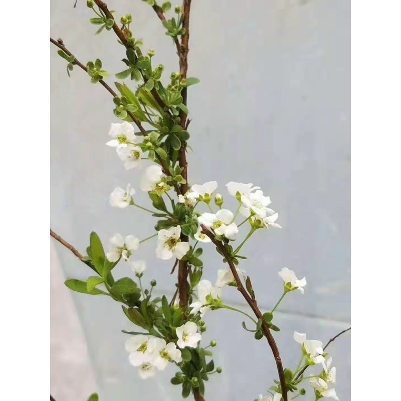 Hoa Tuyết mai