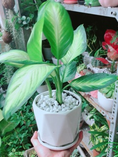 Chậu Cây Vạn Niên Thanh