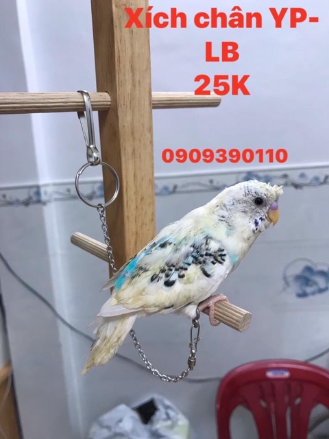 Xích cho yến phụng , LB .