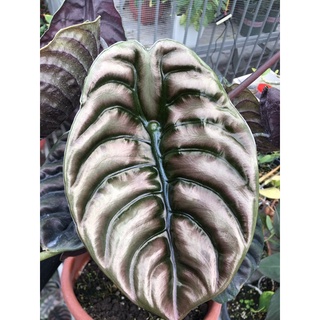 chậu alocasia cuprea môn rồng đỏ
