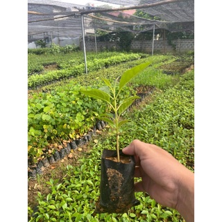 cây giống kèn hồng