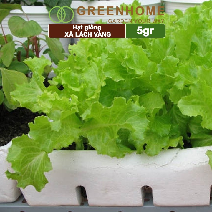 Hạt giống rau Xà lách vàng, gói 10g, dễ trồng, thu hoạch nhanh R13 |Greenhome