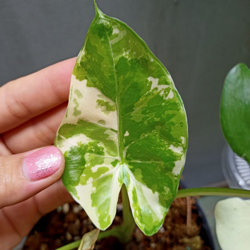 Chậu cây ráy voi var alocasia macrohizza varigeta - ship toàn quốc