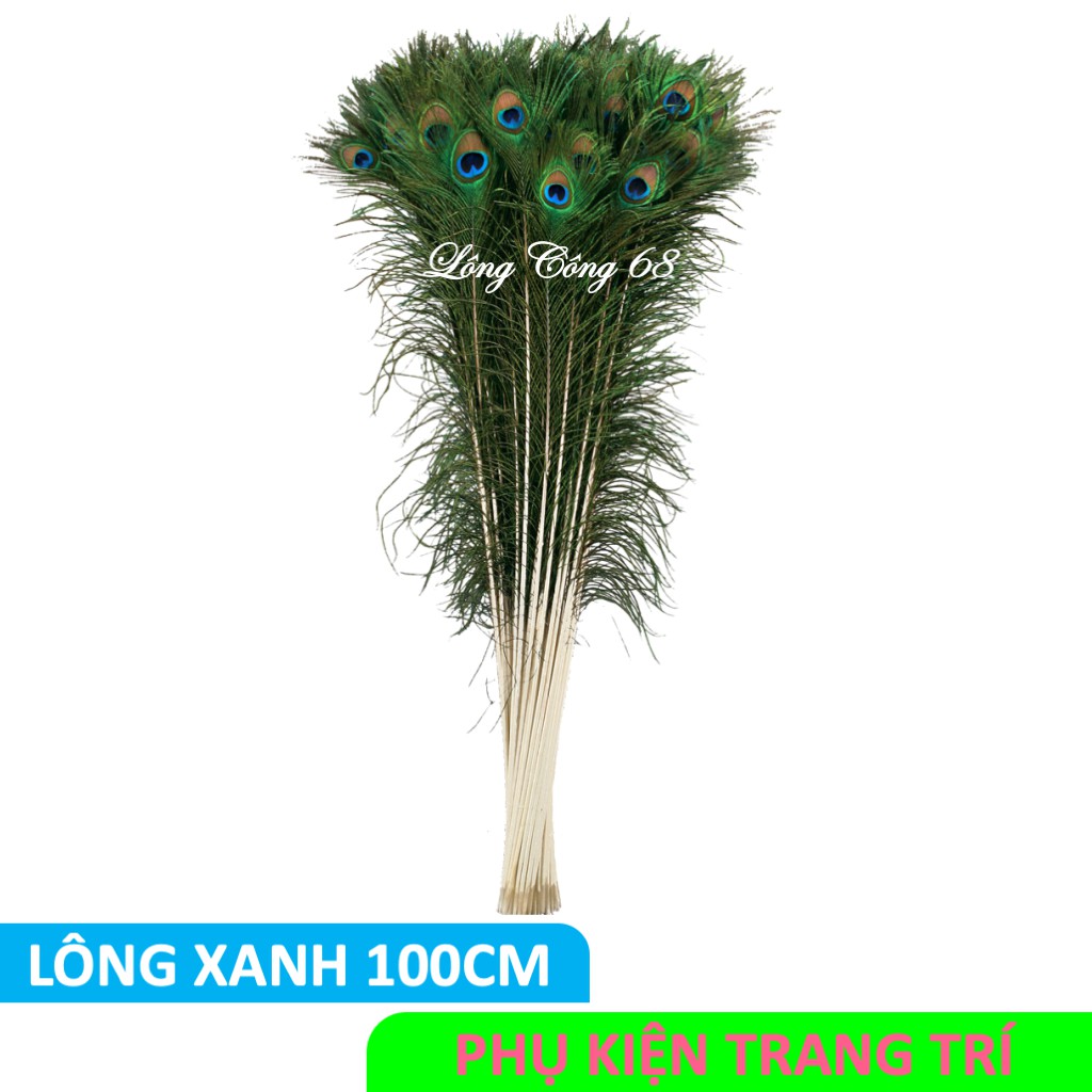 Lông công trang trí phòng khách dài 100cm, HÀNG LOẠI 1