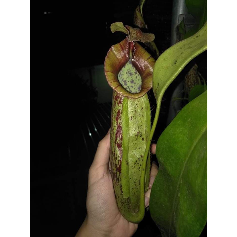 Nắp ấm các loại - nepenthes